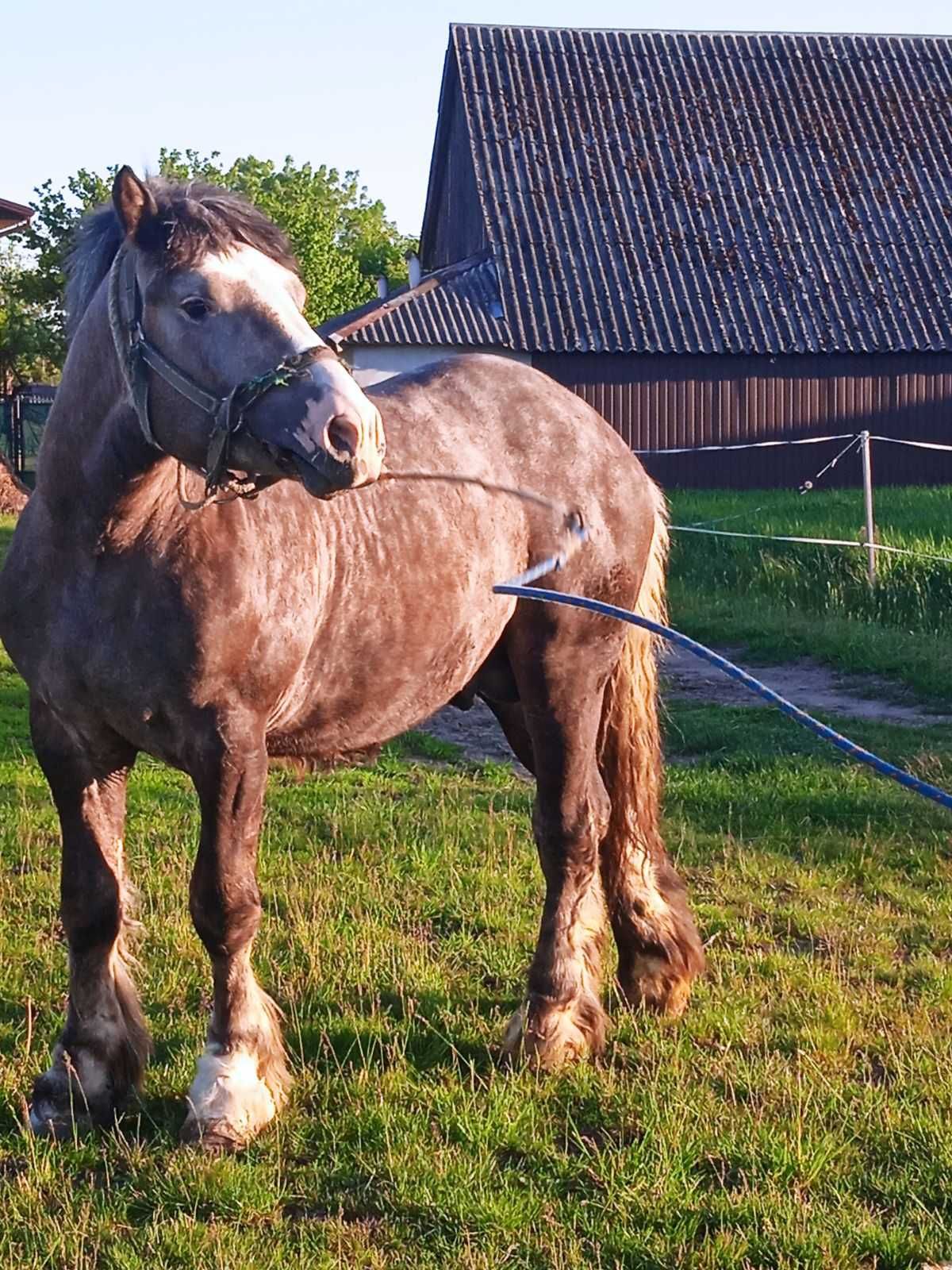 Sprzedam źrebaka