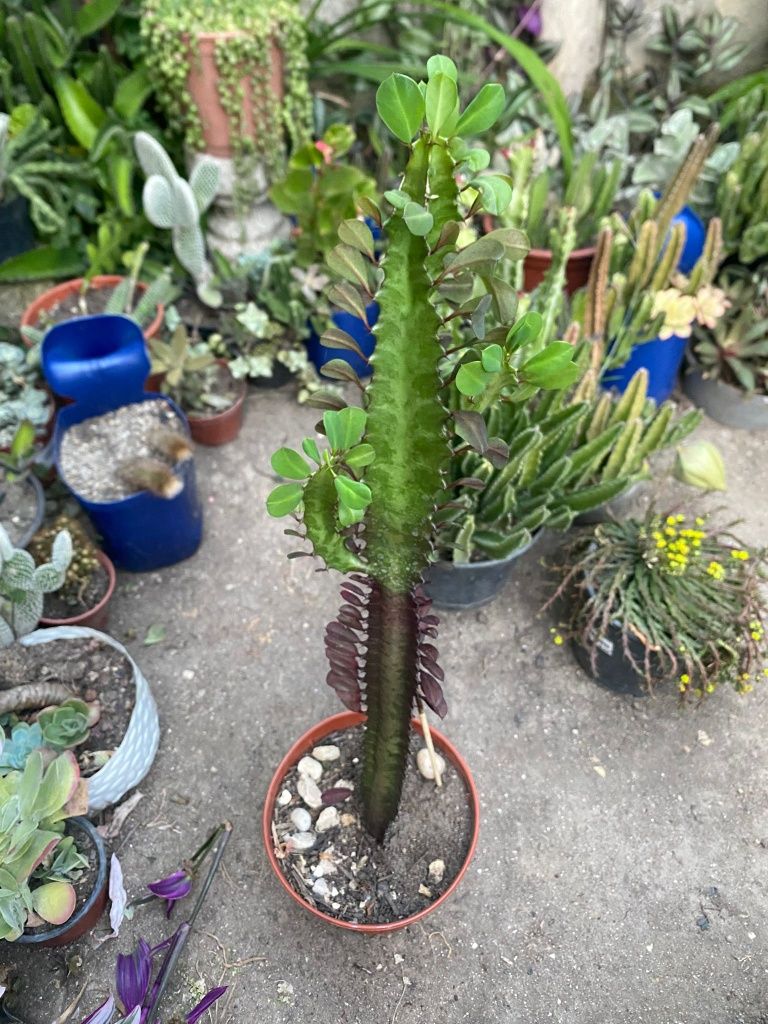 Catos, suculentas e agave
