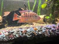 Festae Red terror pielegnica