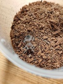 Acanthoscurria geniculata L2