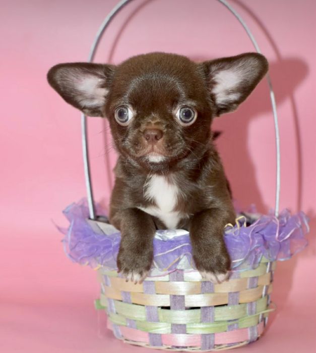 ,Щоколадні малюки під Ялиночку