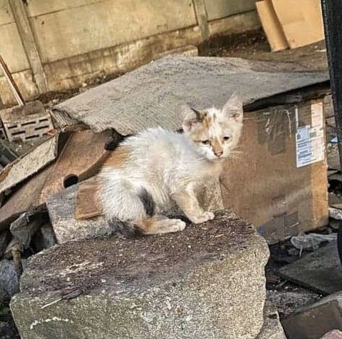 Bezdomne maleństwa szukają kochających domów