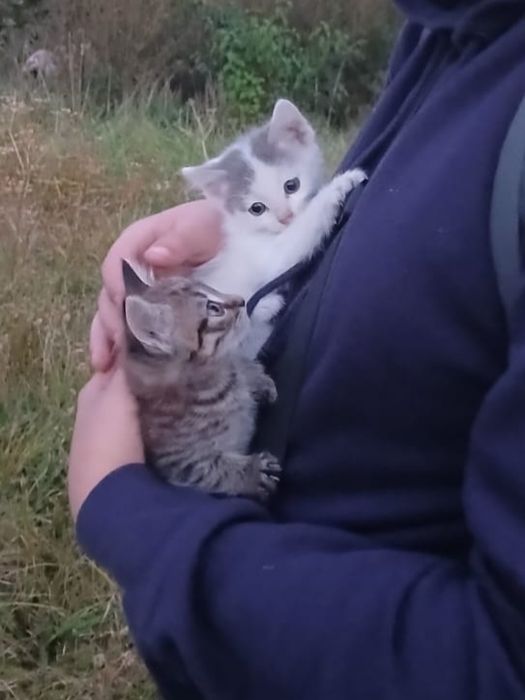 Біленький котик-хлопчик.