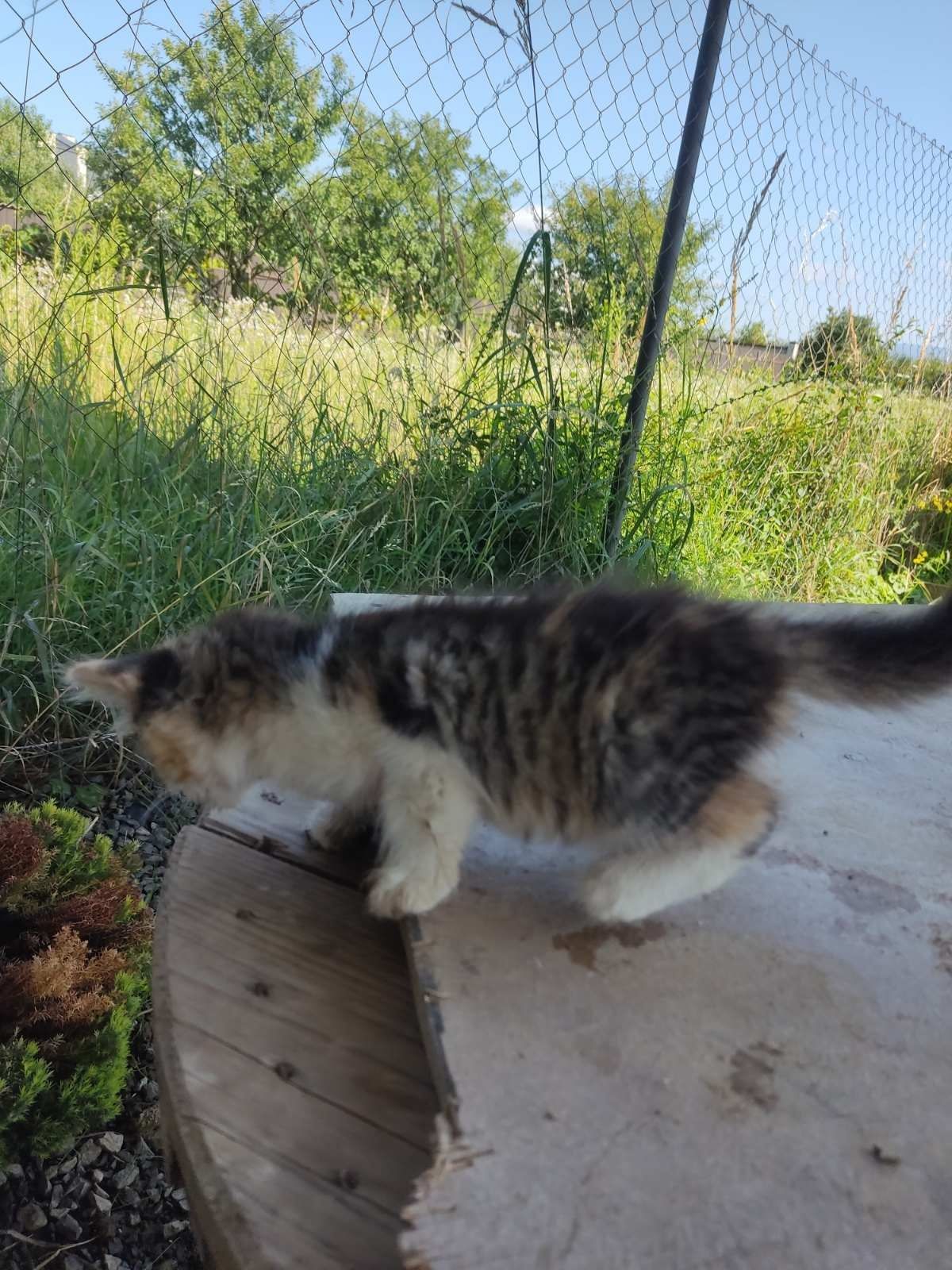Віддаю котят у добрі руки