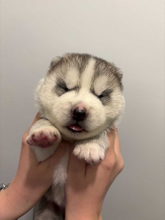 Siberian husky samiec srebrno-biały, odbiór grudzień  ZKwP FCI