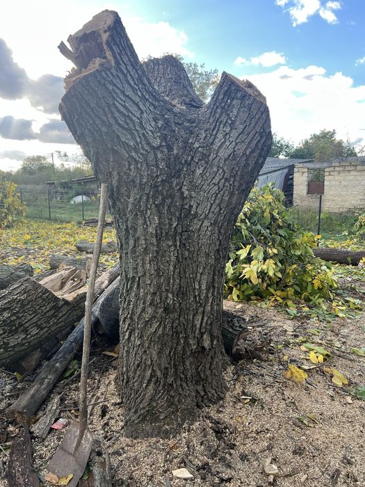 Серовина горіх є доставка кругляк