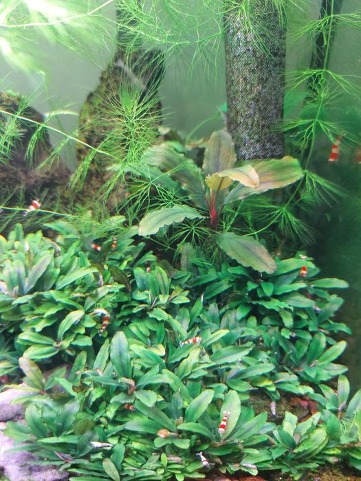 Буцефаландра мини