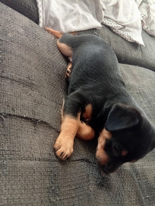 Suczka sunia oddam w dobre ręce szczenię