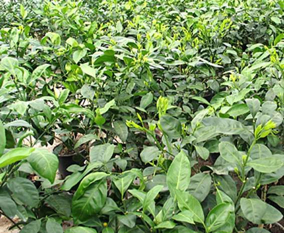 Planta citrino Yuzu - Altissima Rentabilidade para Produtores