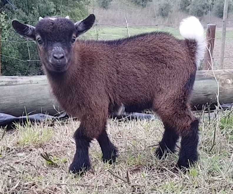 Cabras anãs (domesticadas)