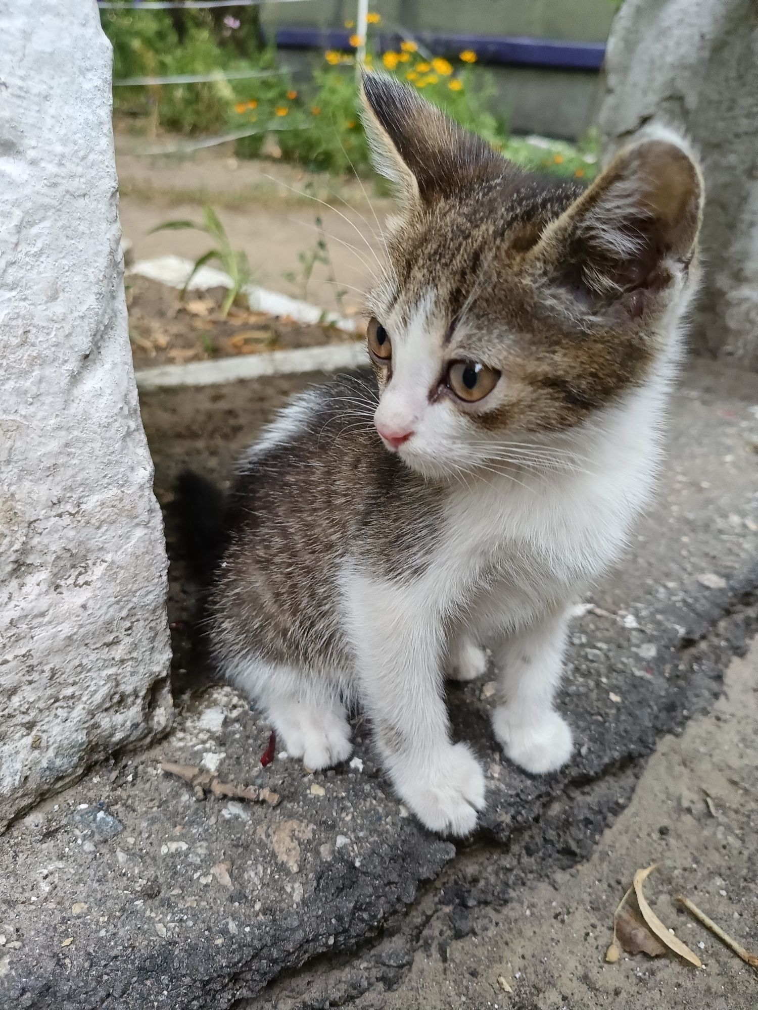 Віддам кошенятко (дівчинка)