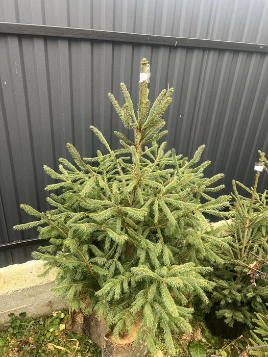 Ялинка в горщику жива новорічна