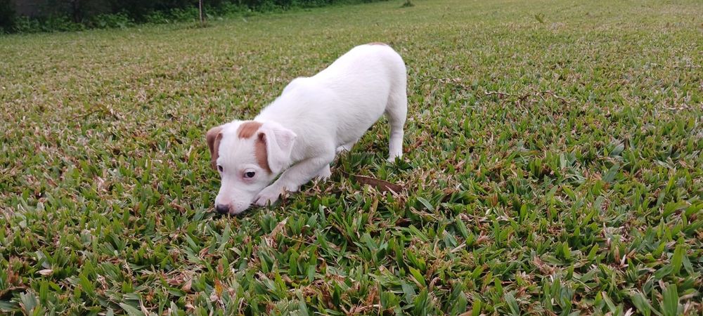 Jack Russell Terrier