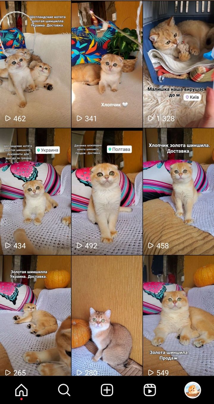 Ласковые котята золотая шиншилла