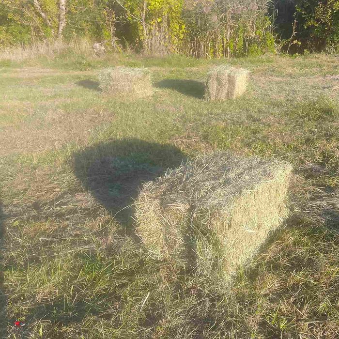 Продам сіно лугове