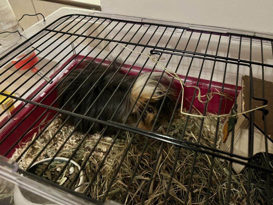 Świnka morska plus klatka