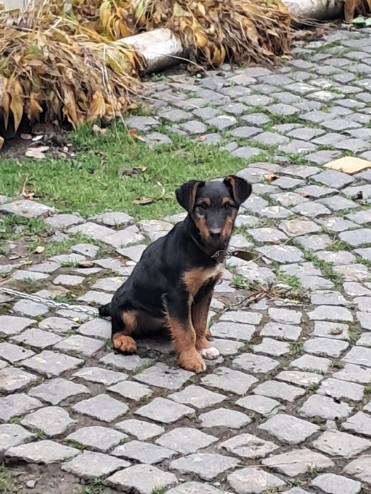 Дівчинка ягтерєр здорова енергійна народилася 20 серпня