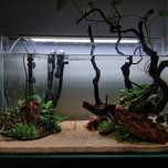 guppy's para dar