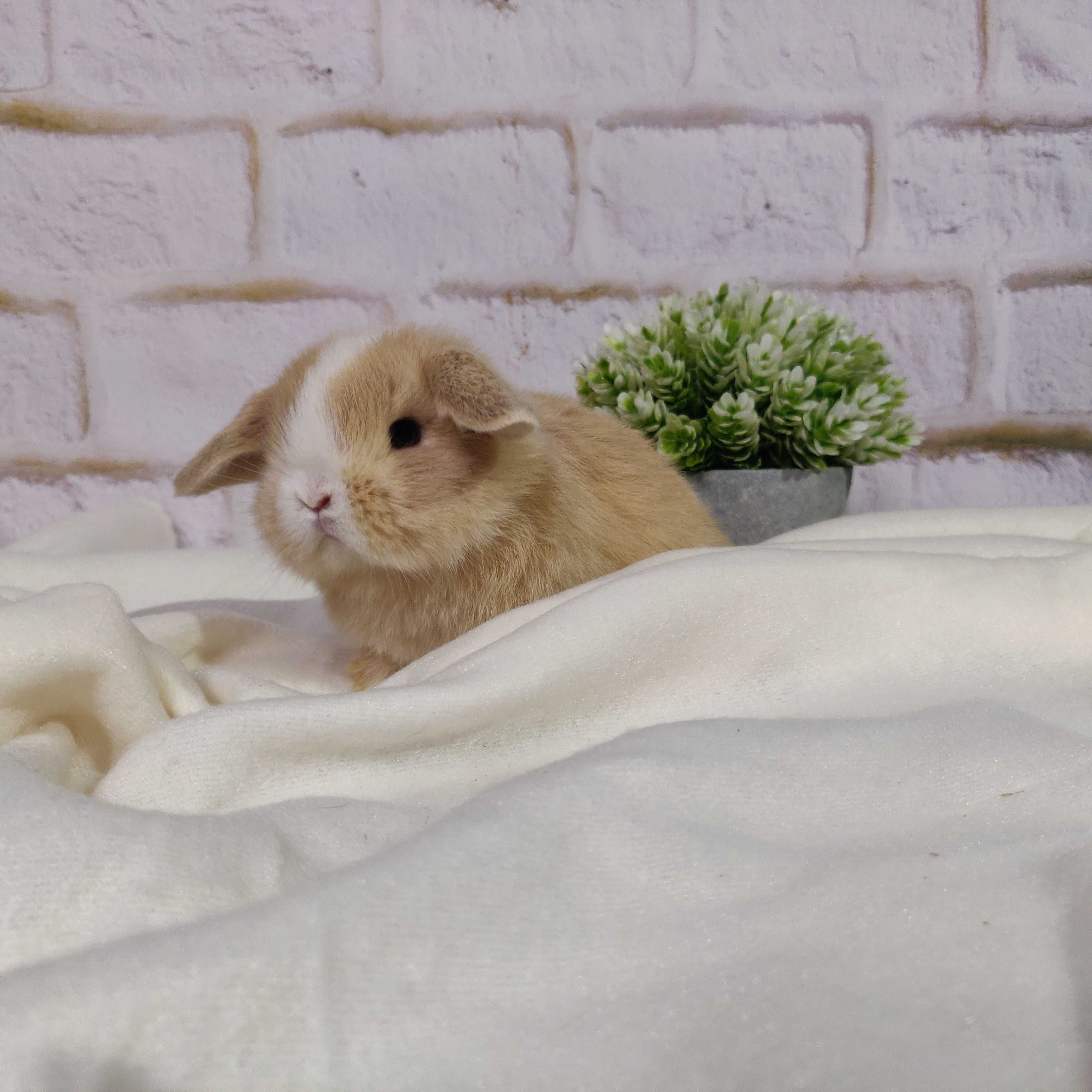 Króliczki Mini Lop. Urocze maluszki do rezerwacji. Komplet szczepień.
