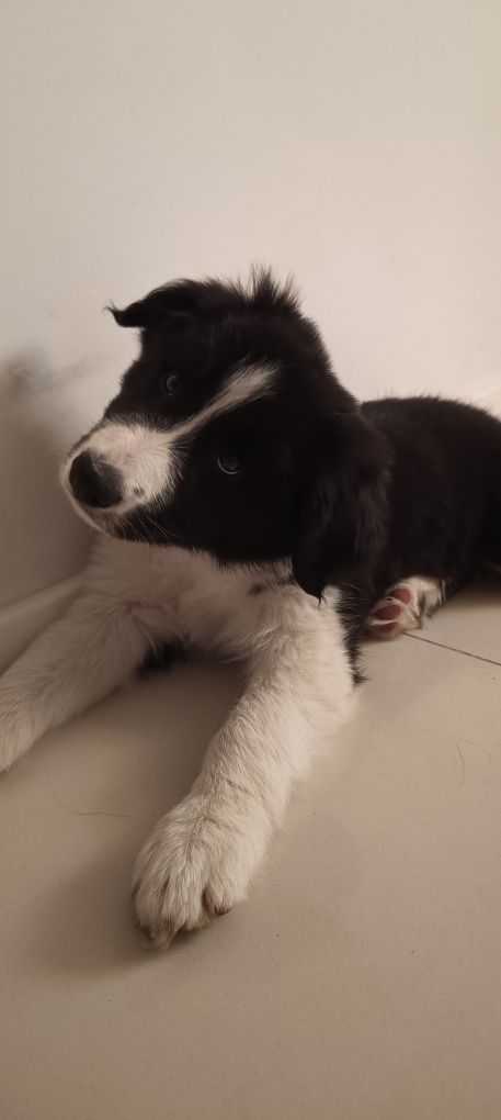 Border collie  FCI chłopiec czarno biały FCI zkwp