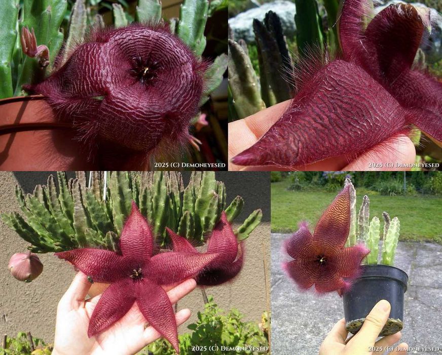 Stapelia grandiflora nr 7 duże włochate kwiaty