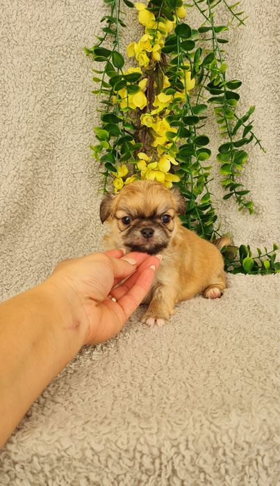 Excelente mini semi pelo Chihuahua/Chiuaua de Qualidade