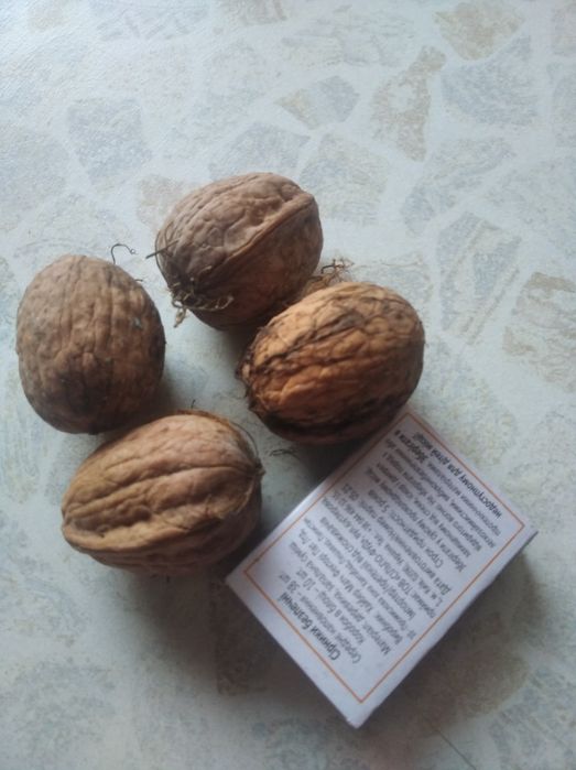 Грецкий орех. Саженцы 4-х летки есть сливы и вишни