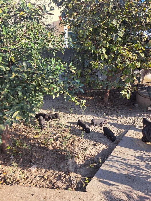 Bebés mini pig  cruzado com vietnamita
