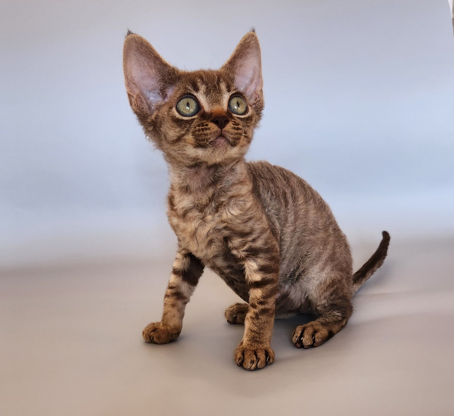 Котята Киев,девон, кучерявые котята