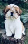 Shih tzu śliczny chłopiec IGGY