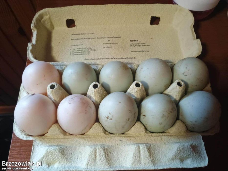 Jaja lęgowe kaczek staropolskich