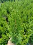 Thuja smaragd, tuja szmaragd