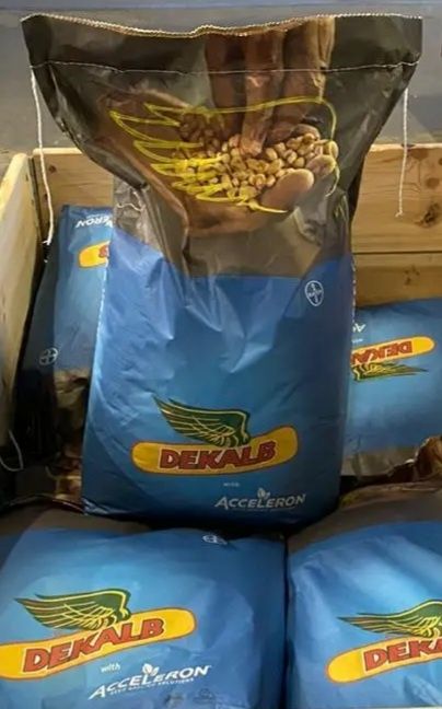Кукурудза DEKALB DKC 4541, 4391. ОРИГІНАЛ.