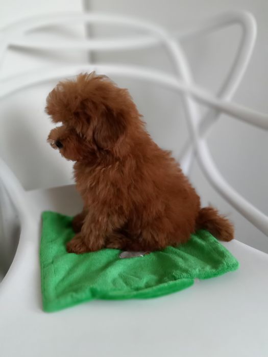 Рівне.Руденький Руді,міні- Мальтіпу F2