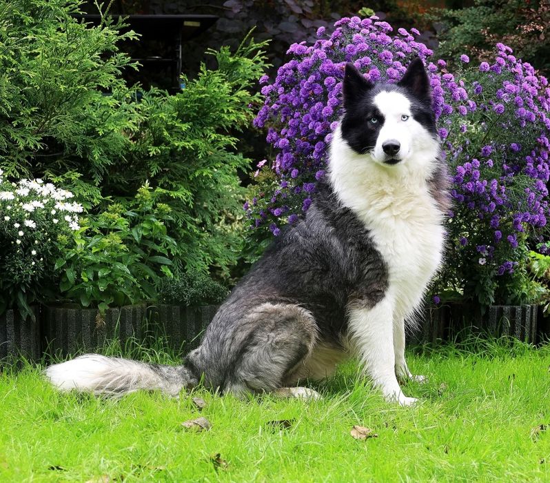 Suczka Atena łajka jakucka FCI umowa wyprawka chip po pięknej parze