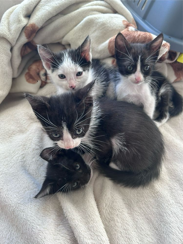 Gatinhos bebes lindos