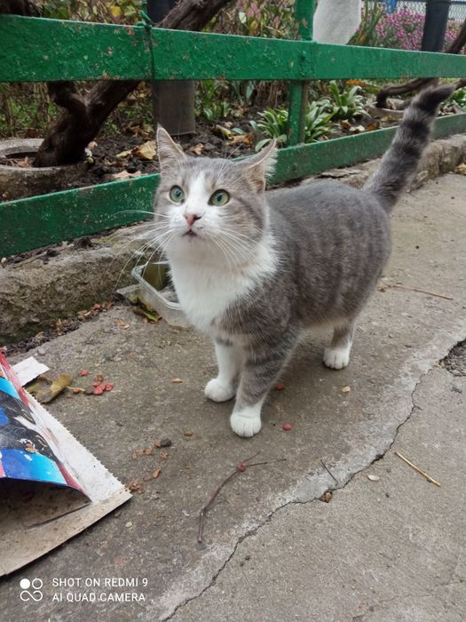 Ласкавий котик проситься в сім'ю
