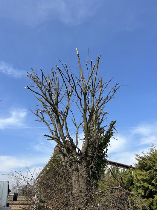 Wycinka drzew niebezpiecznych oraz odsieżanie dachow hal przemyslowych