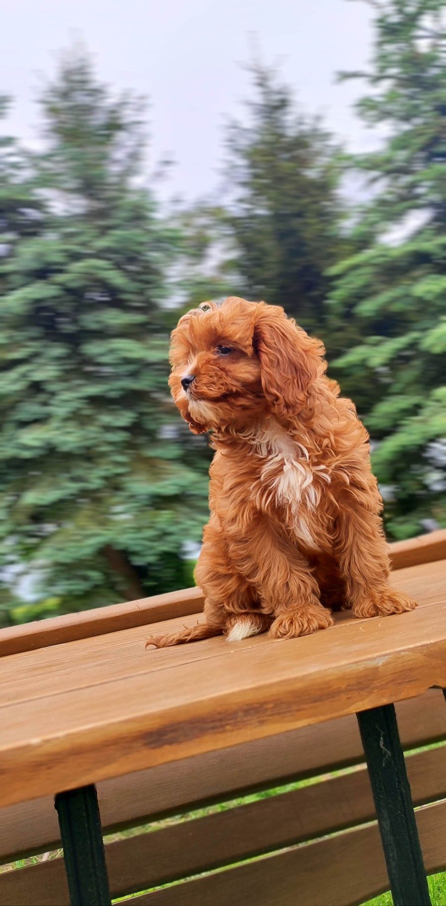 Rodowodowe Urocze Szczenięta Cavapoo  • GOTOWE DO ODBIORU •
