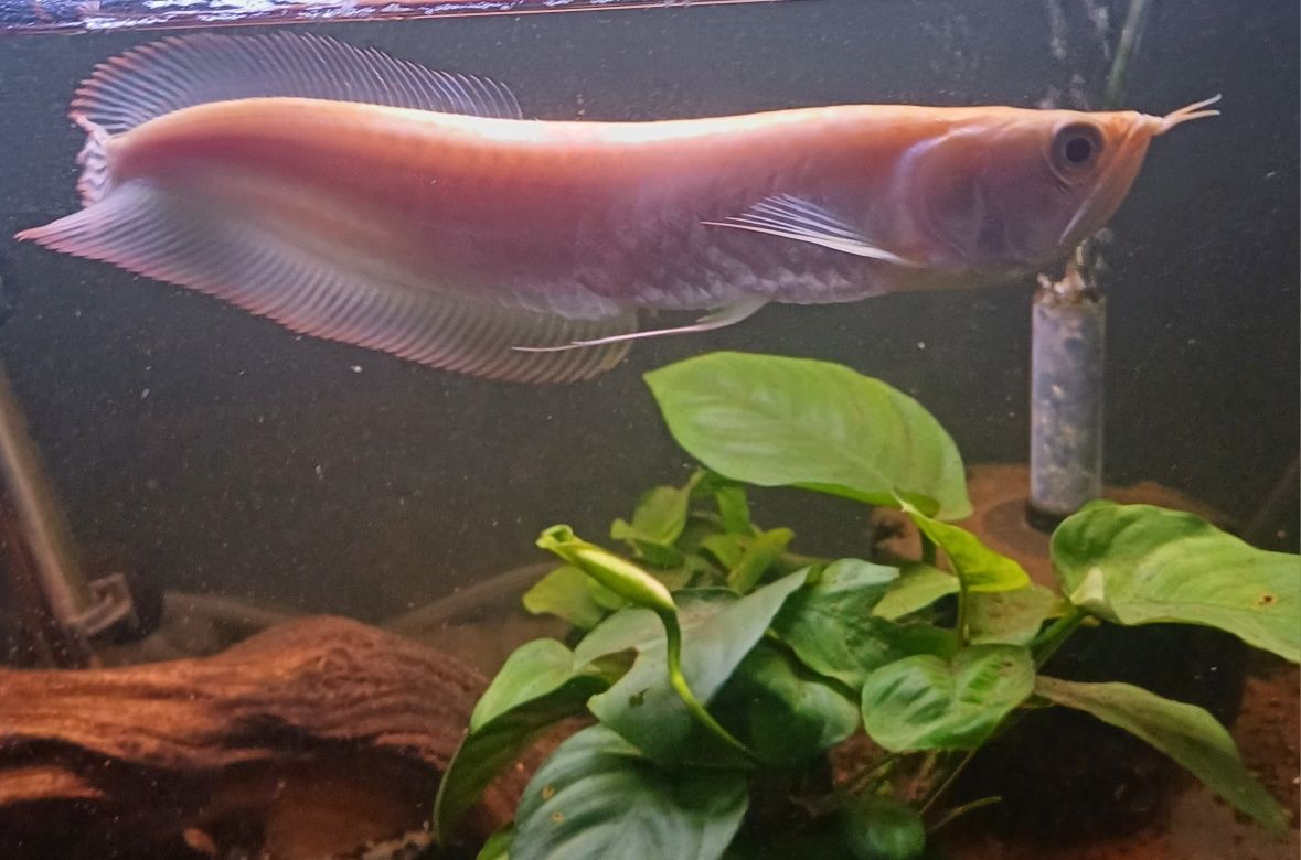 Arowana Albina – Peixe ornamental raro