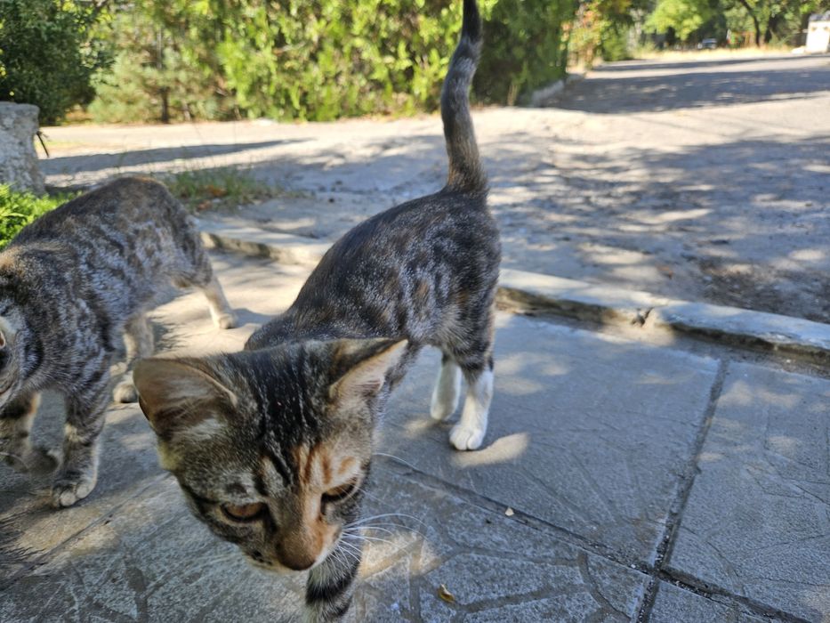 Котята 3 месяца живут на автостоянке