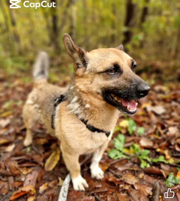 Mikro Funcik czeka na dom