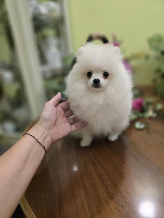 Malenki bialy piesek pomeranian FCI
