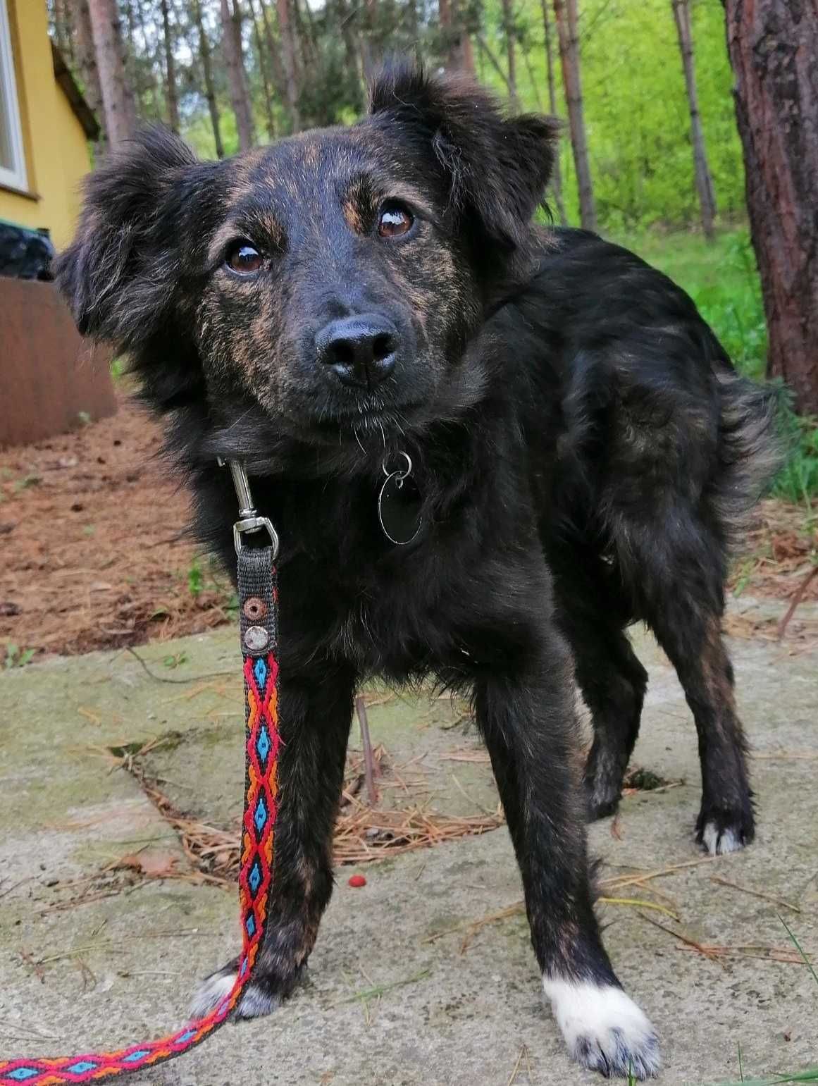 8mies.nieduży (8kg), GRZECZNY, uległy Oreo-możliwy dowóz
