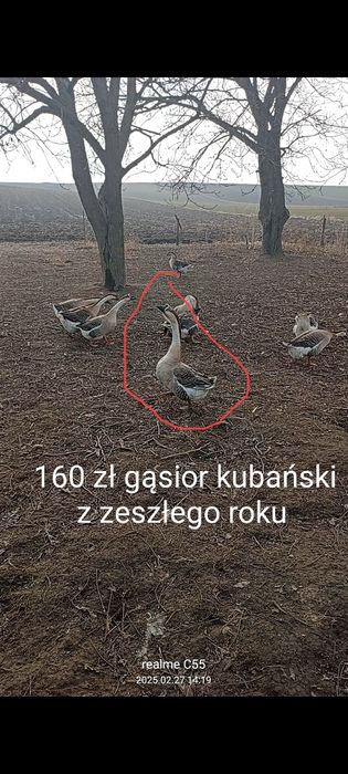 Gęsi rasowe kubańskie i landes