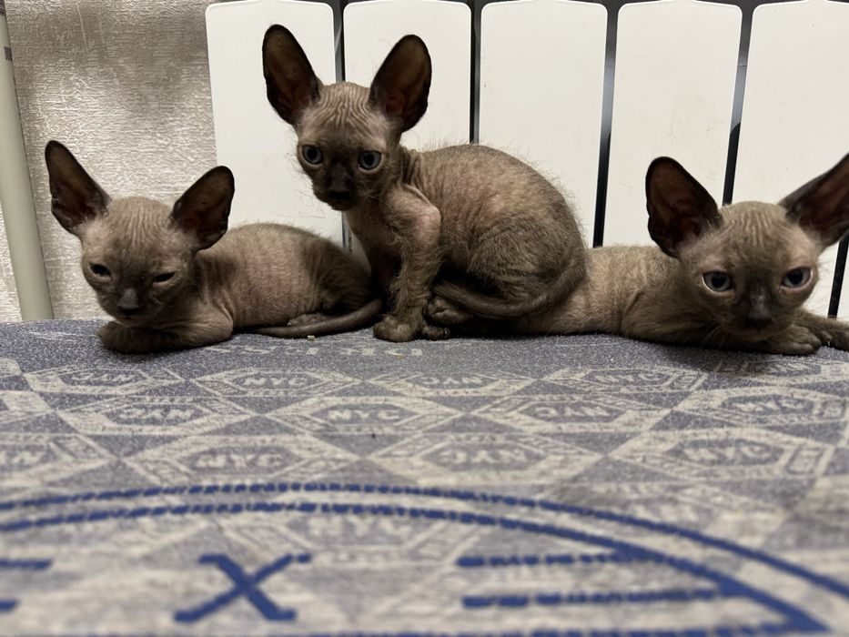 Котенята донського сфінкса