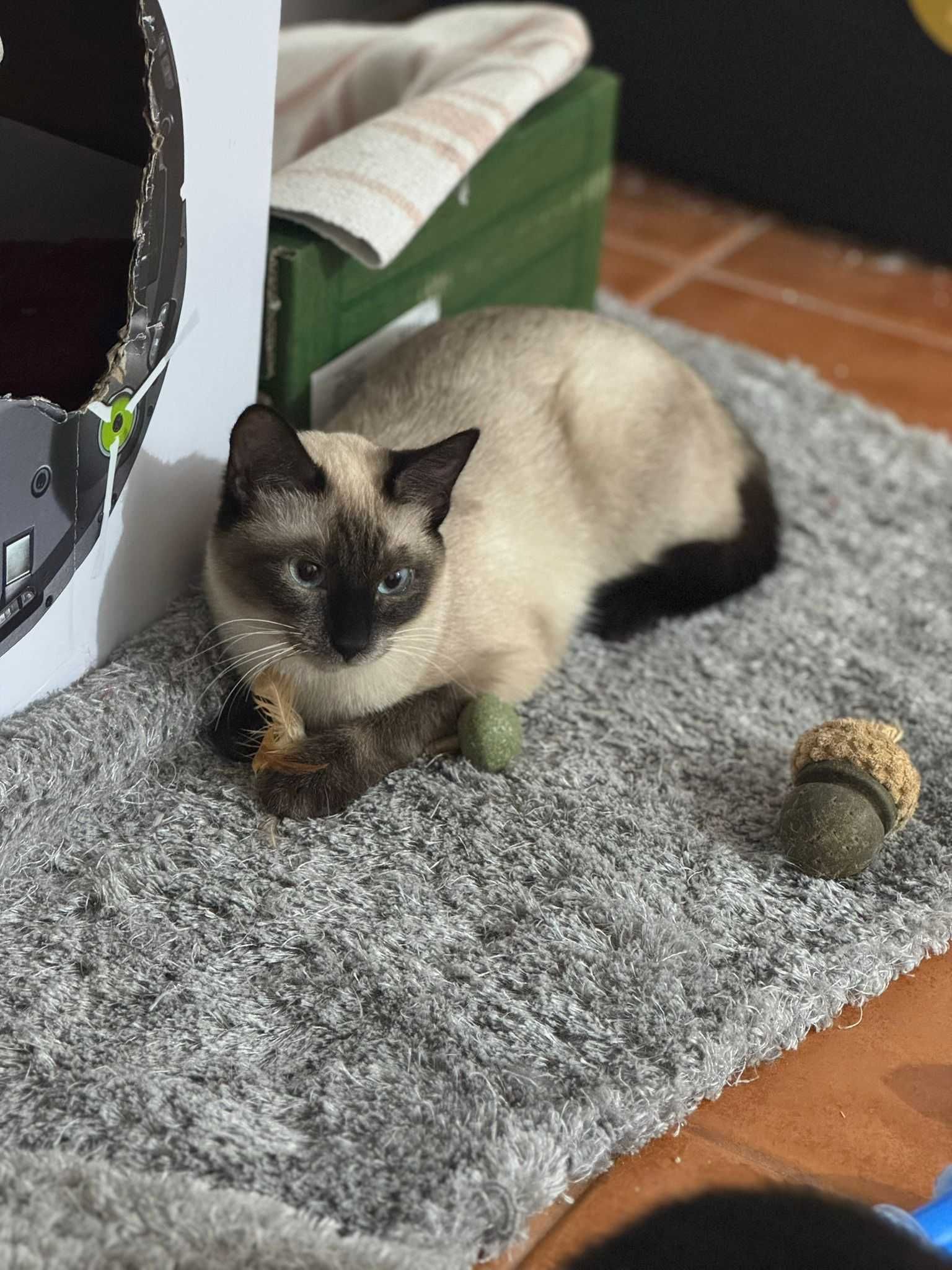 ESTERILIZADA | Gata juvenil, vacinada, FIV (-) e FELV (-) para adoção