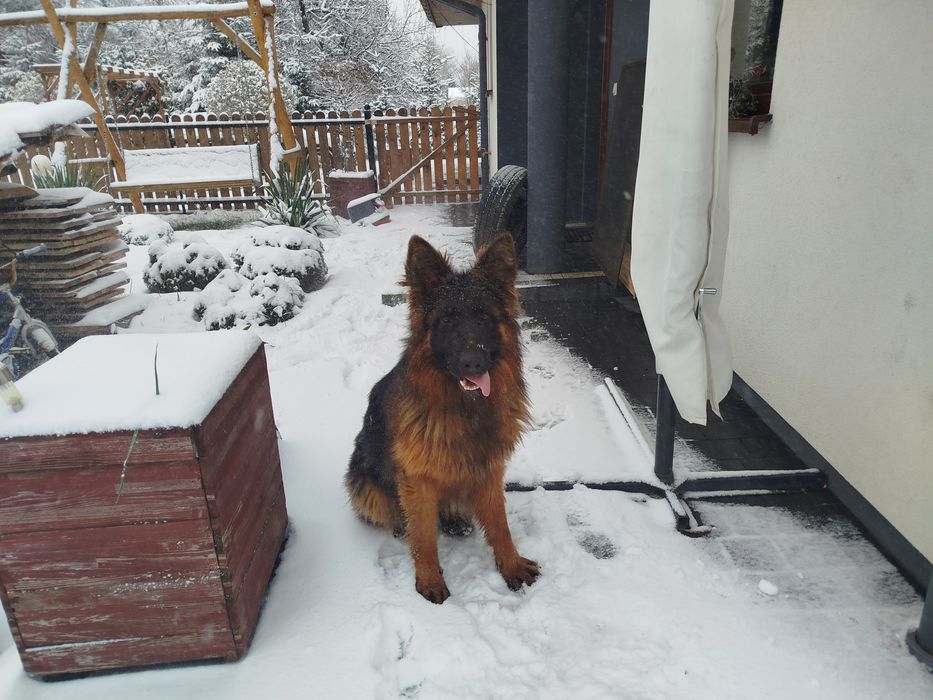 Owczarek niemiecki Pies