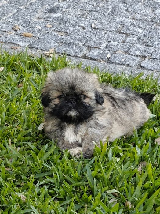 Shih-Tzu macho disponível