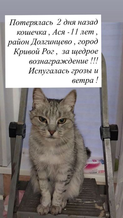 Потерялась наша кошечка , за вознаграждение в 5000грн если найдете
